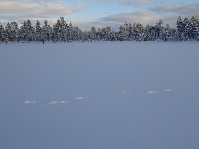 Moose prints. There were quite a few animal tracks in the snow but the animals themselves remained well hidden.