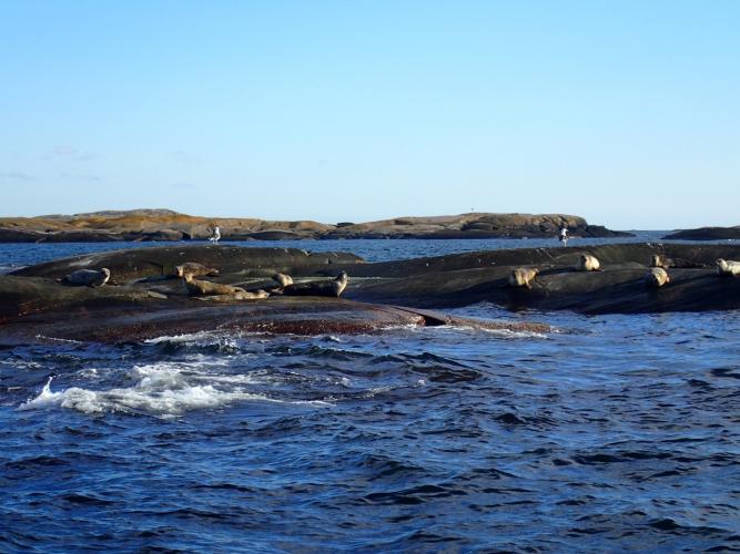 Seals, basking on the rocks