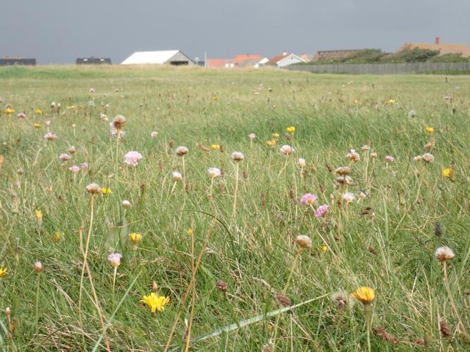 And meadows, on the Danish west coast.