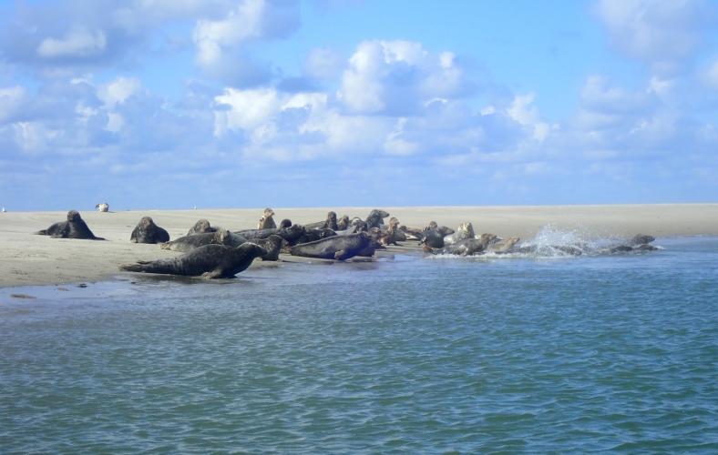 Seals from a sandbank off Goeree-Overflakkee, Netherlands
