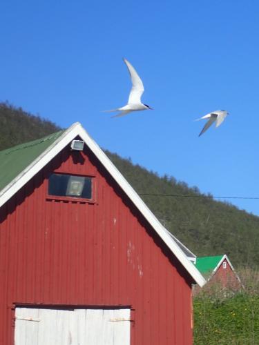 No compass pic. Instead, Arctic terns: master navigators who fly Arctic to Antarctic AND BACK every year