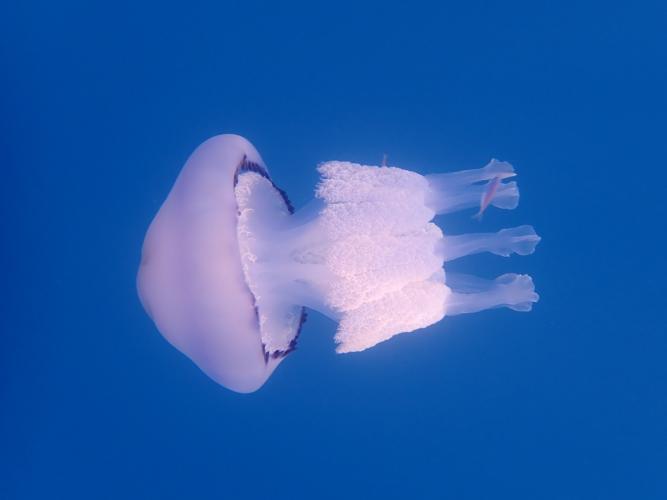 Jellyfish get a bad press, but they are beautiful