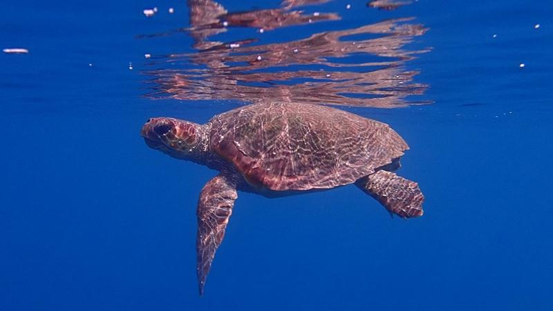 Limeni Bay turtle