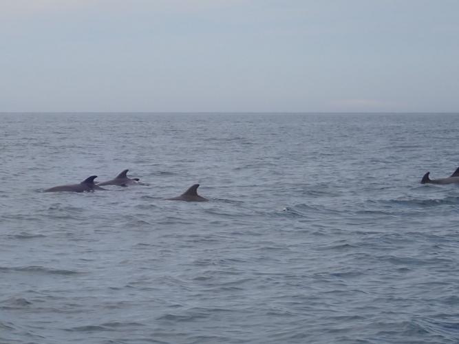 Dolphins every day - these are the regular bottlenose, there is also a smaller species with a more shark-like dorsal fin