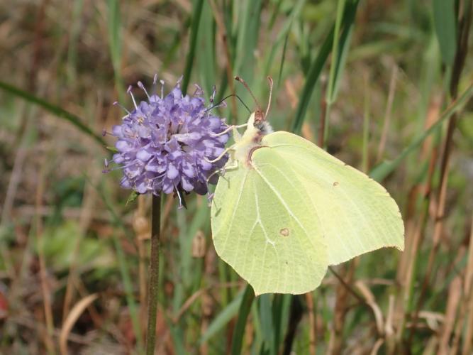 Brimstone butterly - lots of these